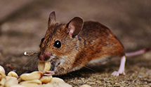 24 Hour & Emergency Exterminators in Bird In Hand, PA